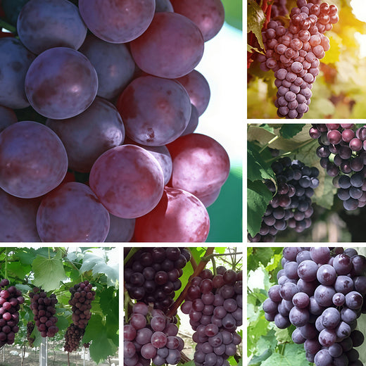 Grape Seeds