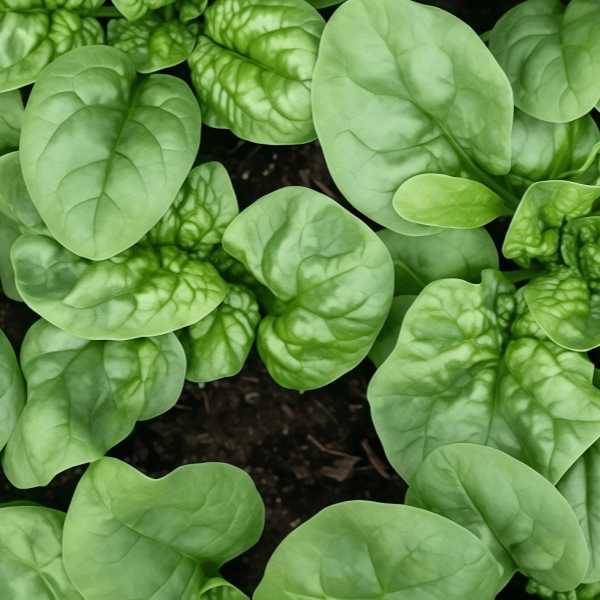Spinach Seeds up to 50%