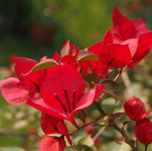 Bougainvillea Flower Seeds – Red – up to 50%