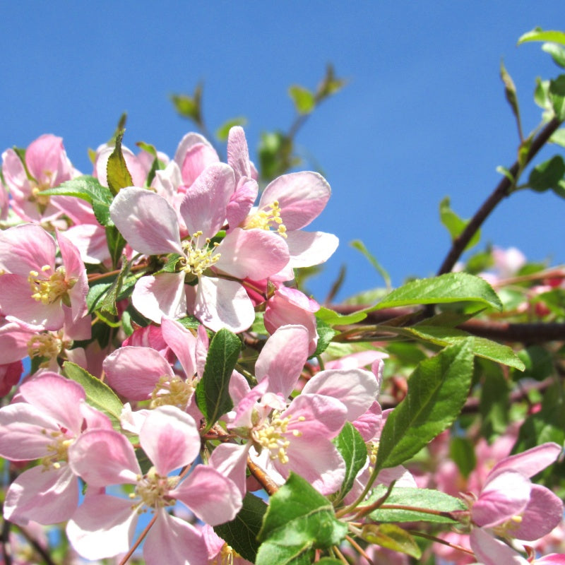 Chinese Crabapple seeds up to 50%