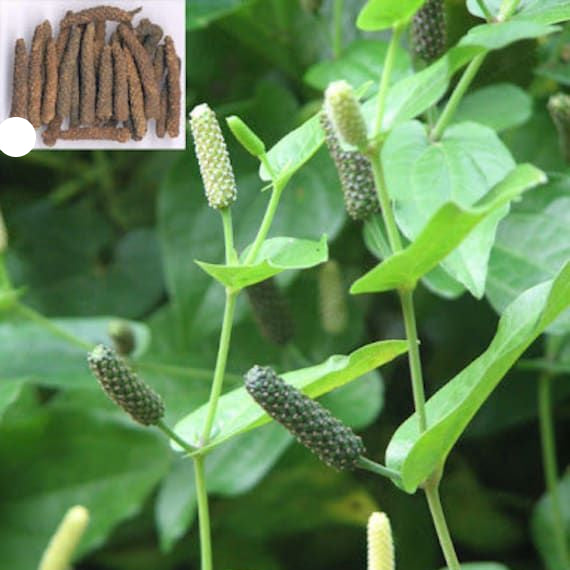 Piper Longum Long Pepper Vegetable Seeds – Spicy Climbing Vine – up to 50%