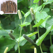 Piper Longum Long Pepper Vegetable Seeds