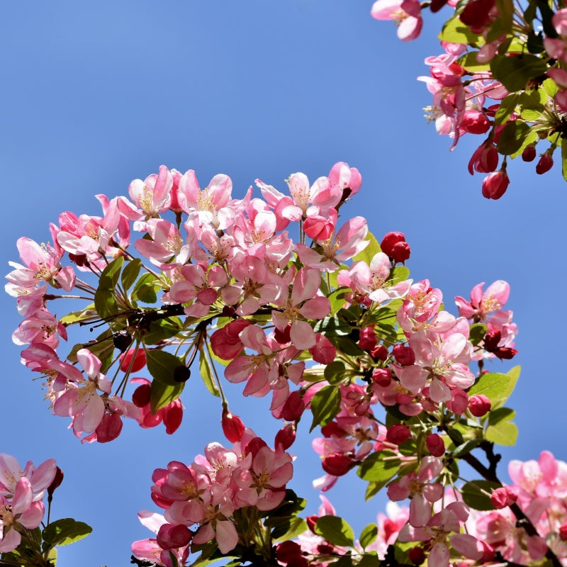 Chinese Crabapple seeds up to 50%