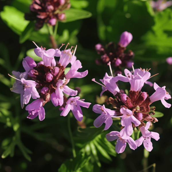 Thyme seeds  up to 50%