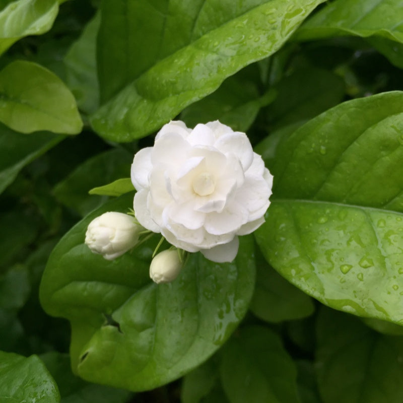 Jasmine Flower Seeds  up to 50%