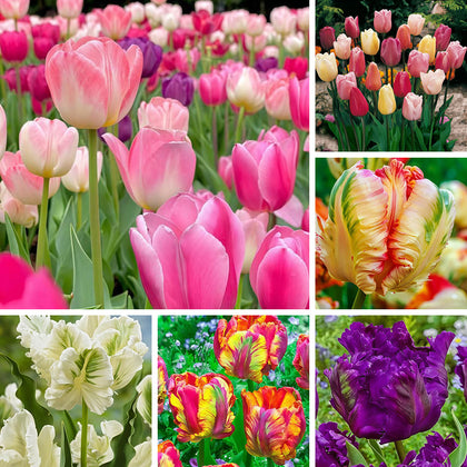 Tulip Seeds