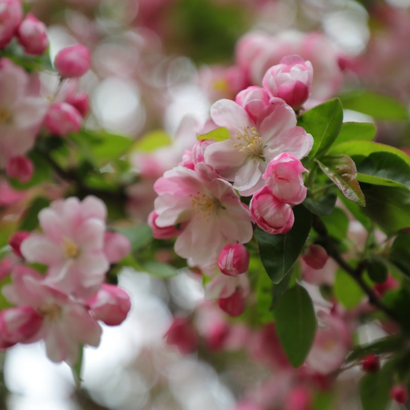 Chinese Crabapple seeds up to 50%