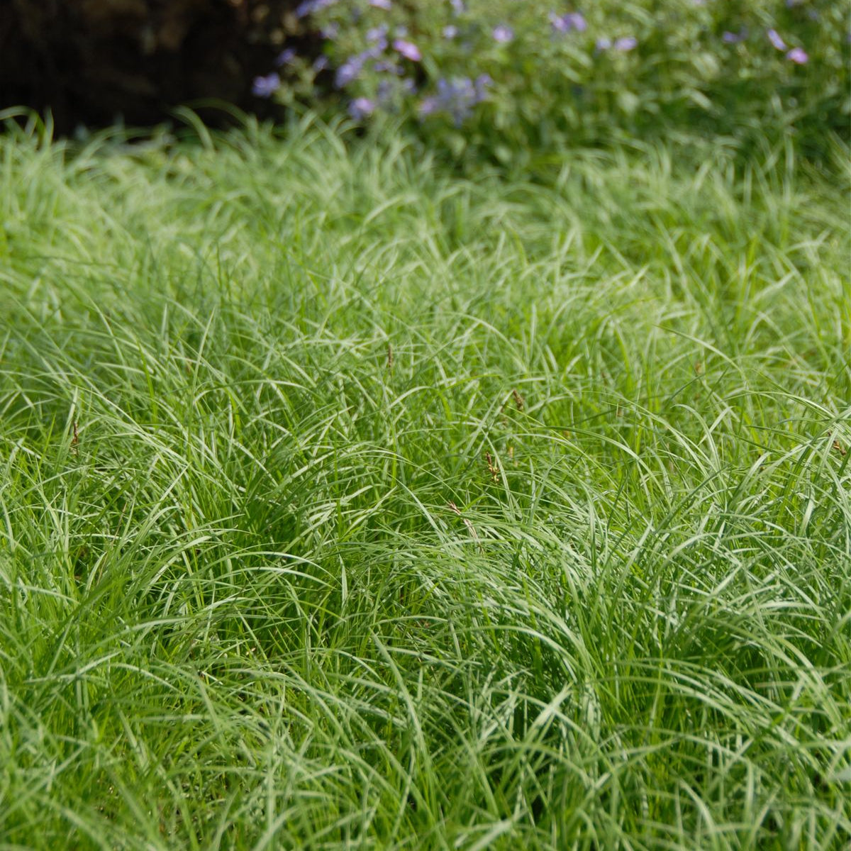 Pennsylvania Sedge Grass Seeds prime day up to 50%