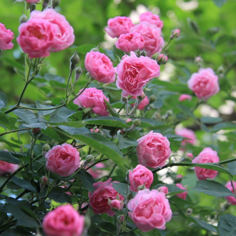 Rosa multiflora Seeds up to 50%