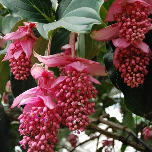 Pink Medinilla Flower Seeds up to 50%