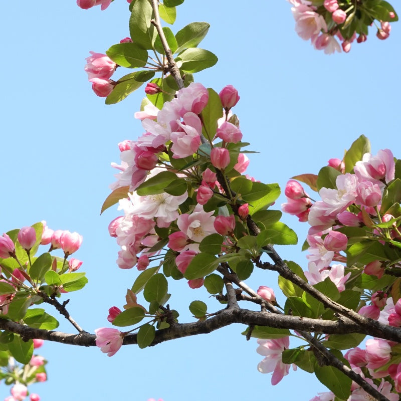 Chinese Crabapple seeds up to 50%