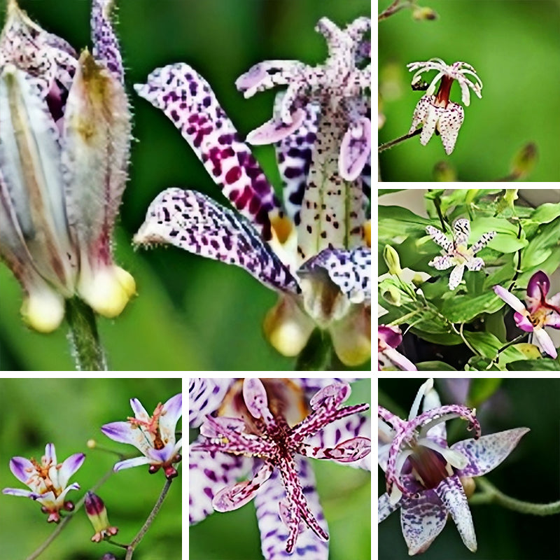 Toad Lily Seeds up to 50%
