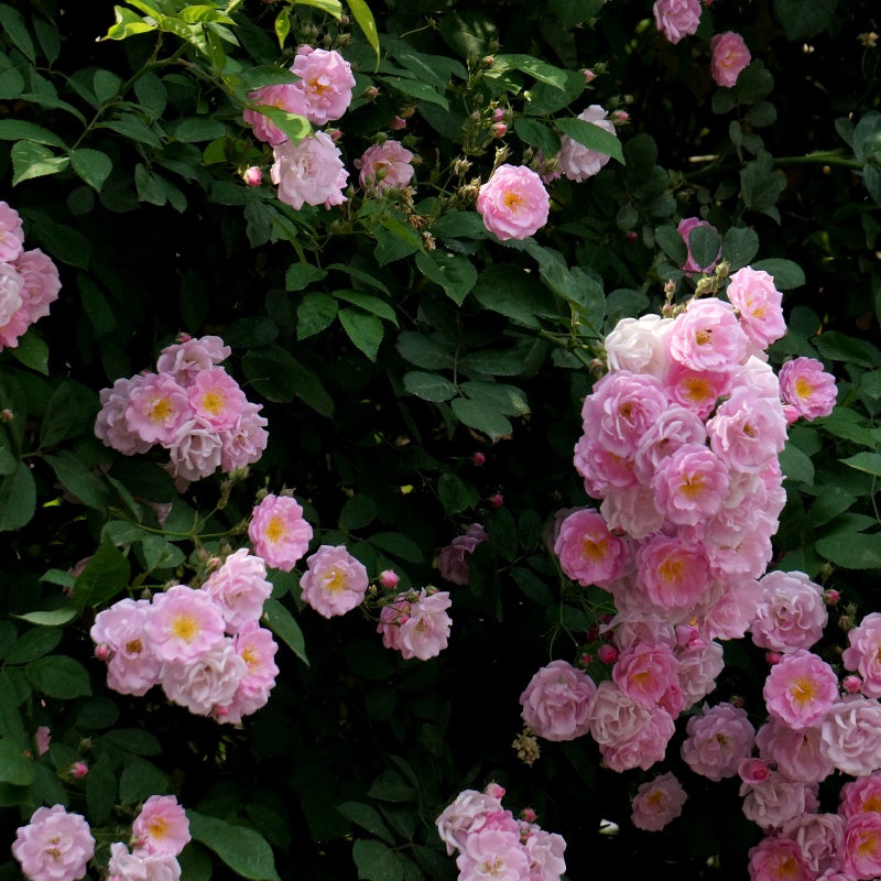 Rosa multiflora Seeds up to 50%