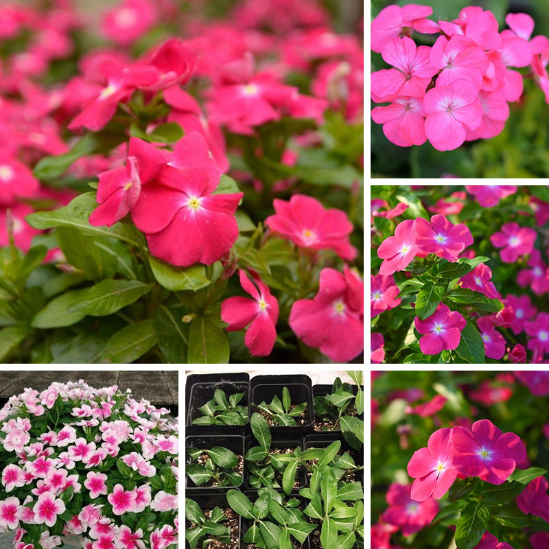Catharanthus seeds prime day up to 50%