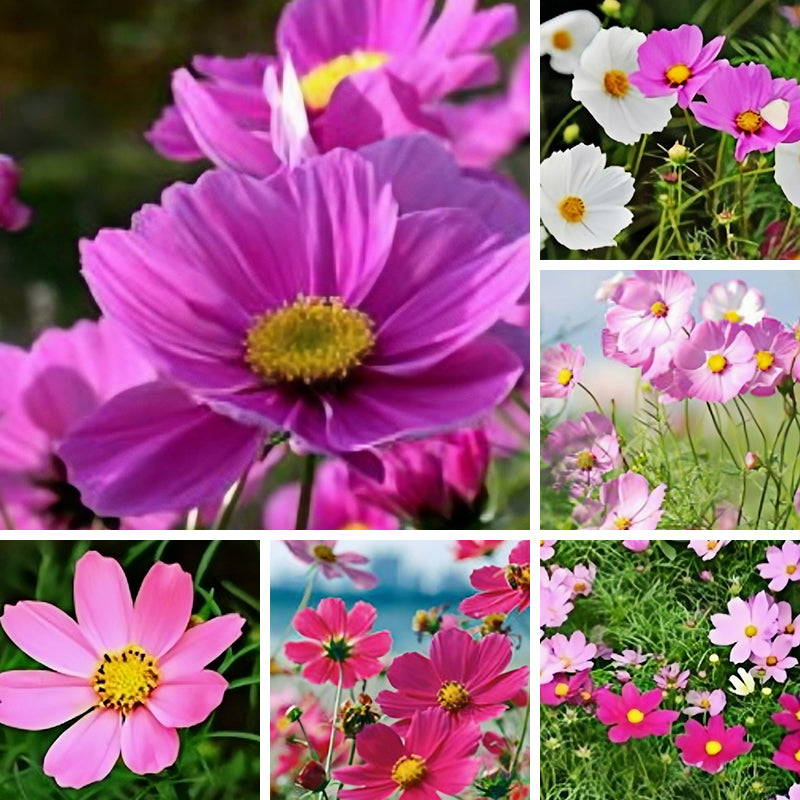 cosmos seeds Up to 50%