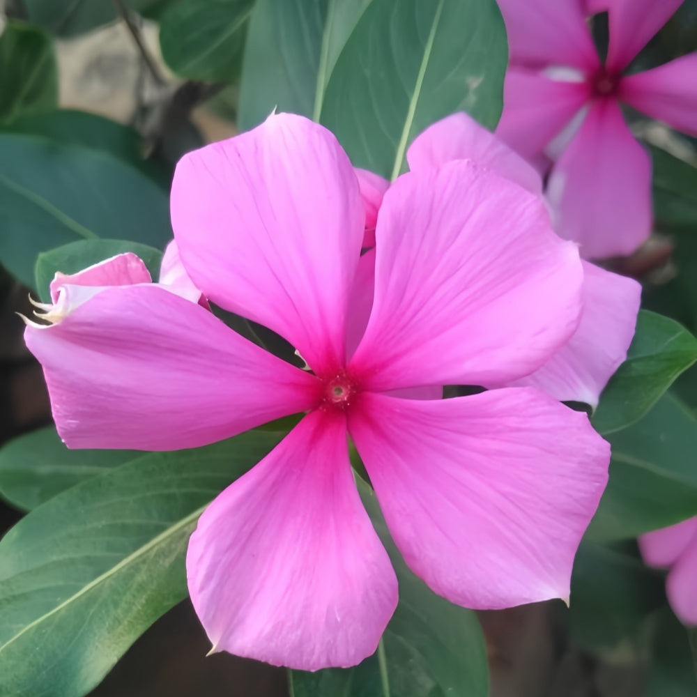 Vinca Seeds - Catharanthus Roseus Magenta With Small Core Larger Packet High Germination 300-2000 Onsaleseeds