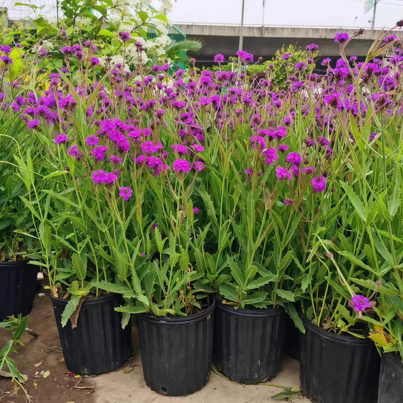 Verbena Officinalis Seeds - Purplish Red dwarf Larger Packet High Germination 500-2500 Onsaleseeds