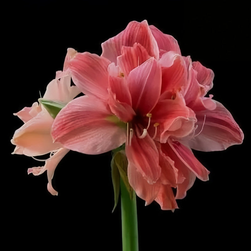 Amaryllis Bulbs - Sweet Nymph