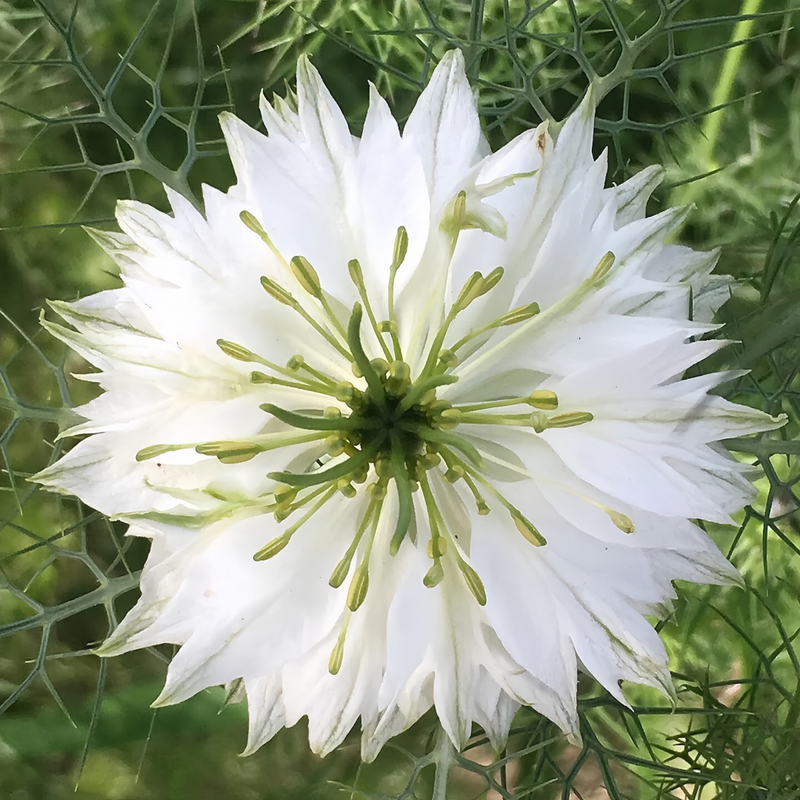 Love In A Mist Seeds - White Larger Packet High Germination 4000-20000 Onsaleseeds