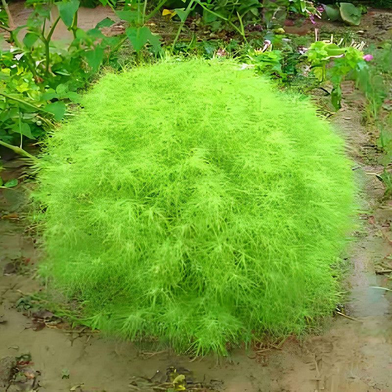 Kochia Scoparia Seeds - Green Larger Packet High Germination 6000-30000 Onsaleseeds