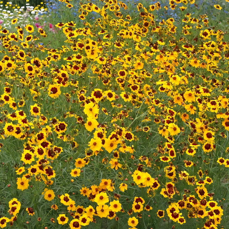 Wildflower Seeds - Moisture Resistance Mix Includes California Poppy, Oberonia, Coreopsis, etc.