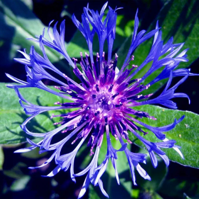 Cornflower / Bachelor Button Seeds - Larger Packet High Germination 600-5000 Onsaleseeds