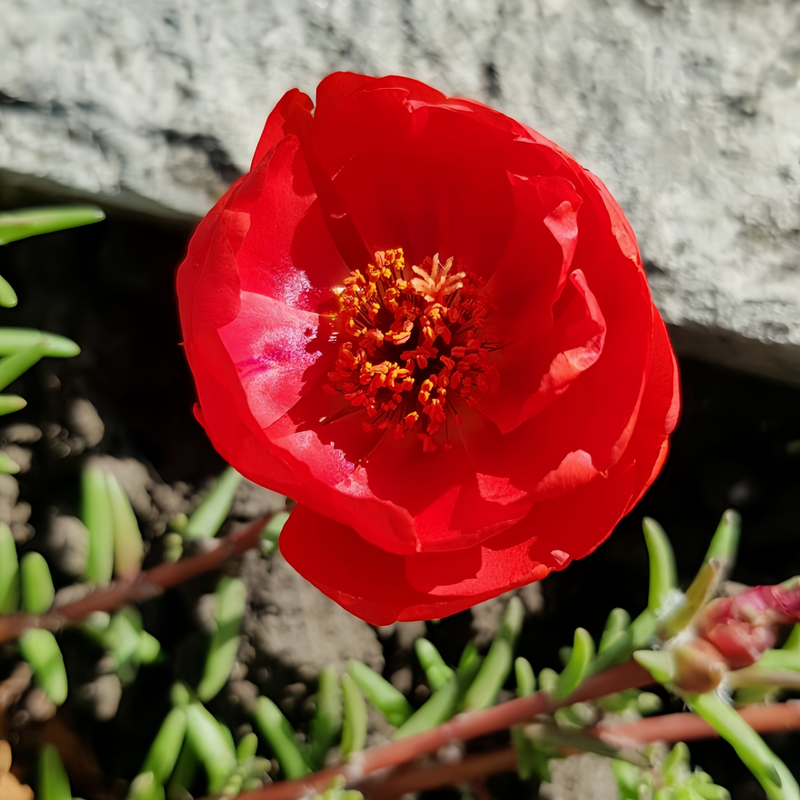 Moss Rose Seeds - Dark Red Larger Packet High Germination 300-1000 Onsaleseeds