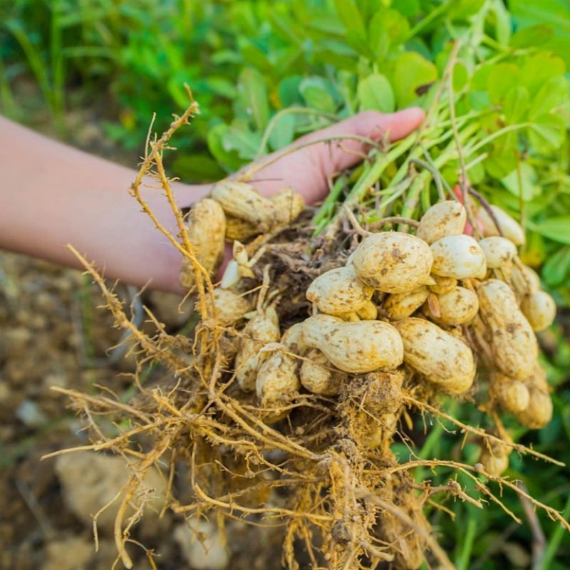 Peanut Seeds up to 50%