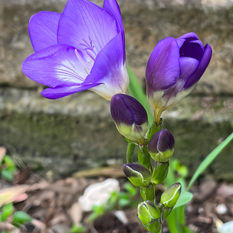 Freesia Beauty's Heart Bulbs up to 50%
