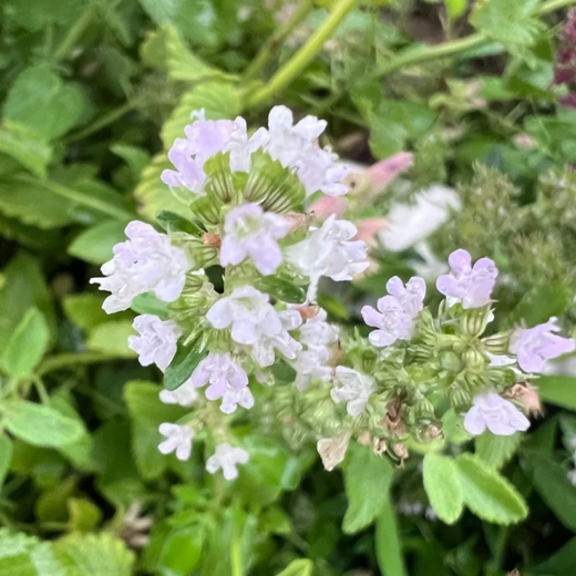 Creeping Thyme Seeds White Beautiful Ground Cover