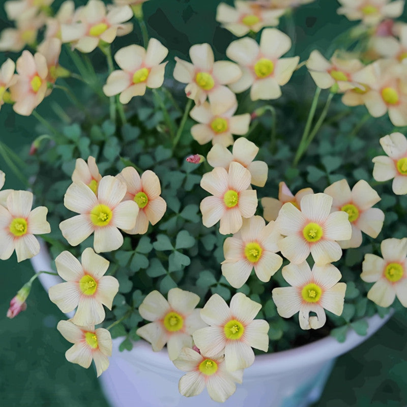Oxalis Bulbs - Cream Puff
