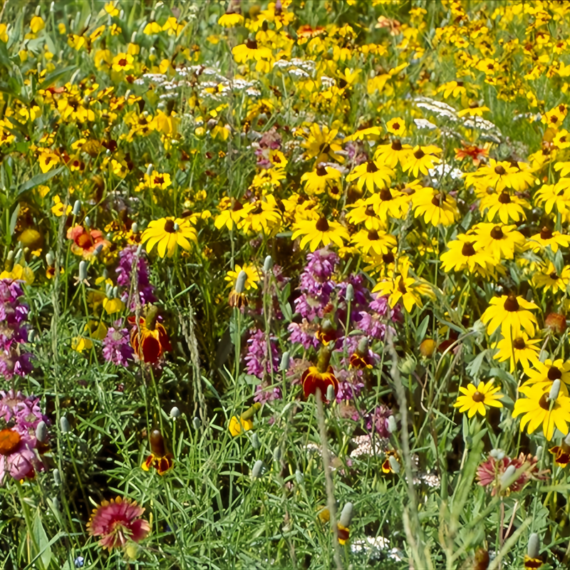 Wildflower Seeds - Highway Hillside Greening Mix Includes Cosmos, Zinnia, Calendula, etc.