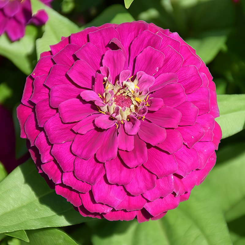 Zinnia Elegans Seeds - Purplish Red Larger Packet High Germination 300-1500 Onsaleseeds