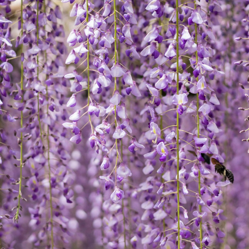 Wisteria Seeds up to 50%