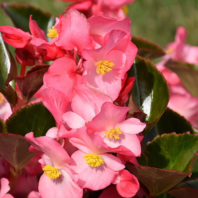Begonia Cucullata Seeds - Green Leaves And Red Flowers High Germination Onsaleseeds
