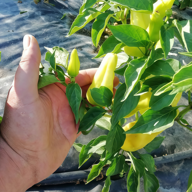 Capsicum Annuum Var. - Conoides Yellow Larger Packet High Germination 400-1500 Onsaleseeds