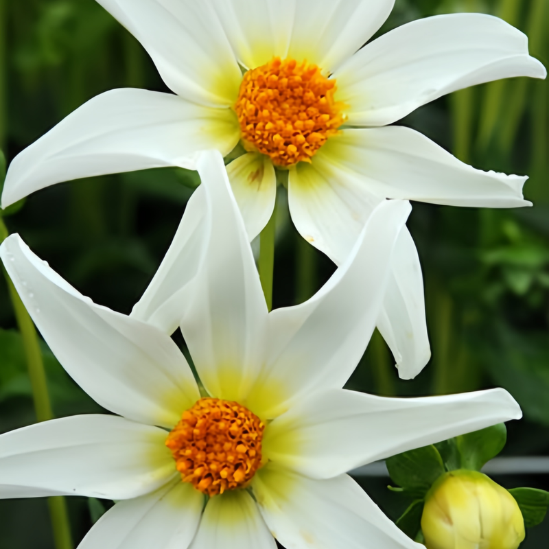 Dahlia Pinnate Seeds - White Larger Packet High Germination 300-5000 Onsaleseeds