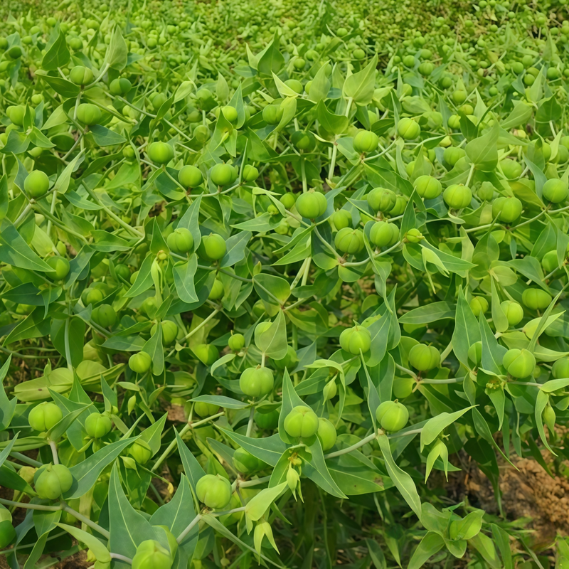 Euphorbia Lathyris L. Seeds - Larger Packet High Germination 250-1200 Onsaleseeds