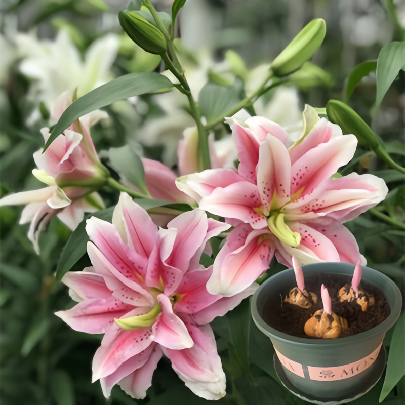 Perfume Lily Pink Bulbs up to 50%