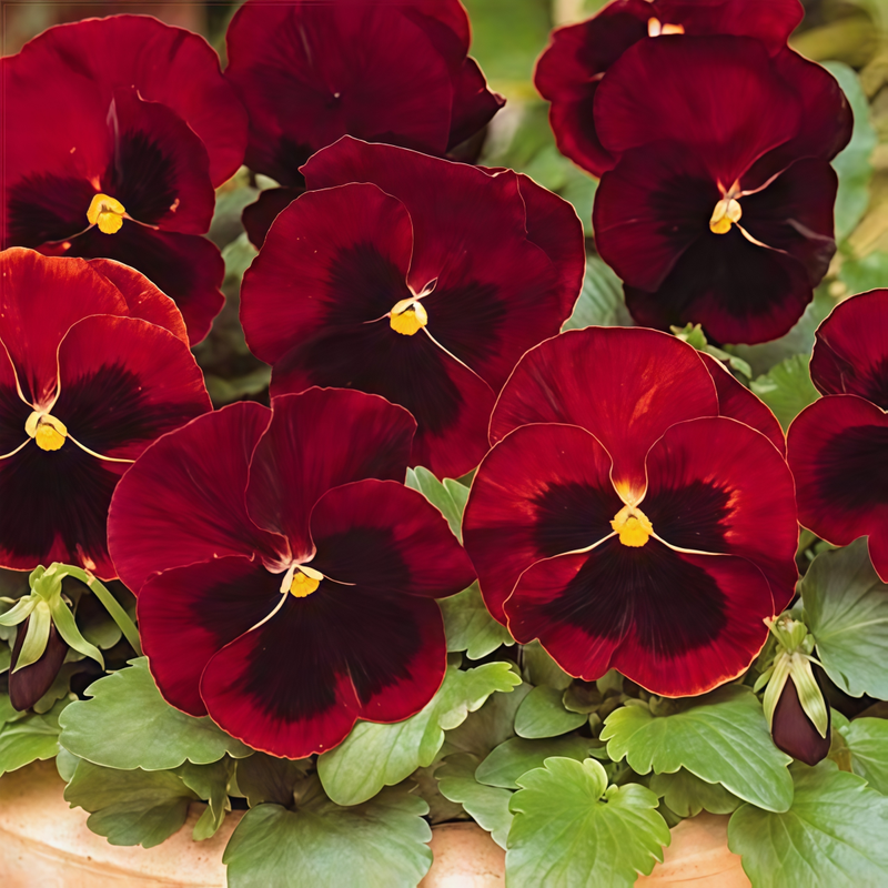 Viola Reddish Brown Spots Big Flower Seeds up to 50%