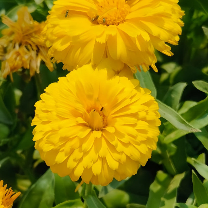 Calendula Seeds - Light Yellow Larger Packet High Germination 2000-10000 Onsaleseeds