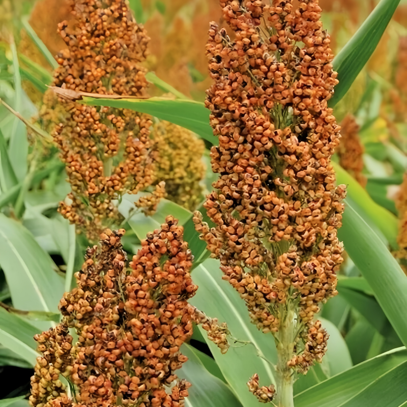 Sorghum Brown Seeds up to 50% Large Pack · 4000-20000 Seeds