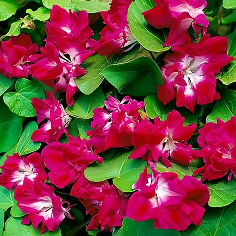 Ipomoea Seeds - Red Larger Packet High Germination 600-3000 Onsaleseeds