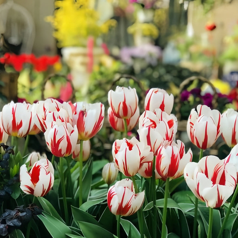 Tulip Bulbs - Happiness