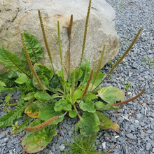 Asian Plantain Seeds