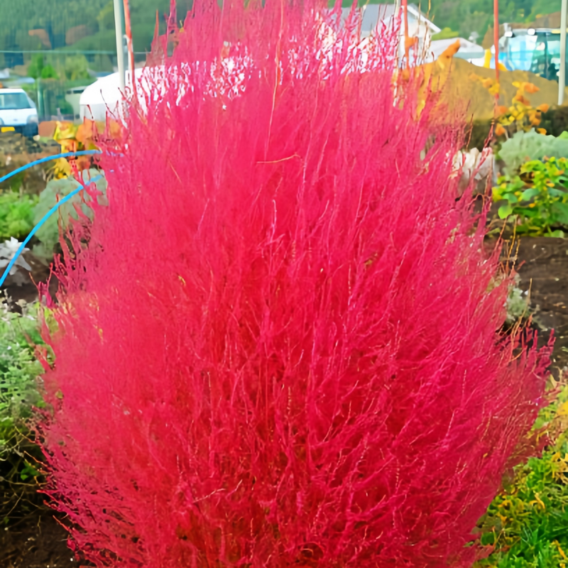 Kochia Scoparia Seeds - Red Larger Packet High Germination 6000-30000 Onsaleseeds