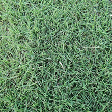 Hulled Coated Grass Seed