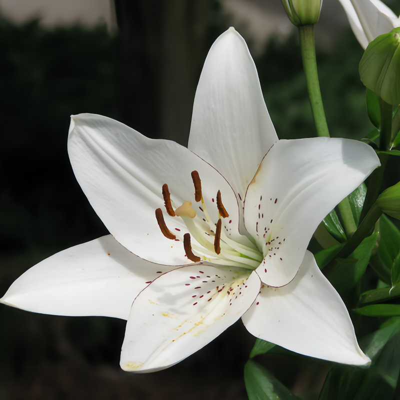 Lily Bulbs - Eyeliner