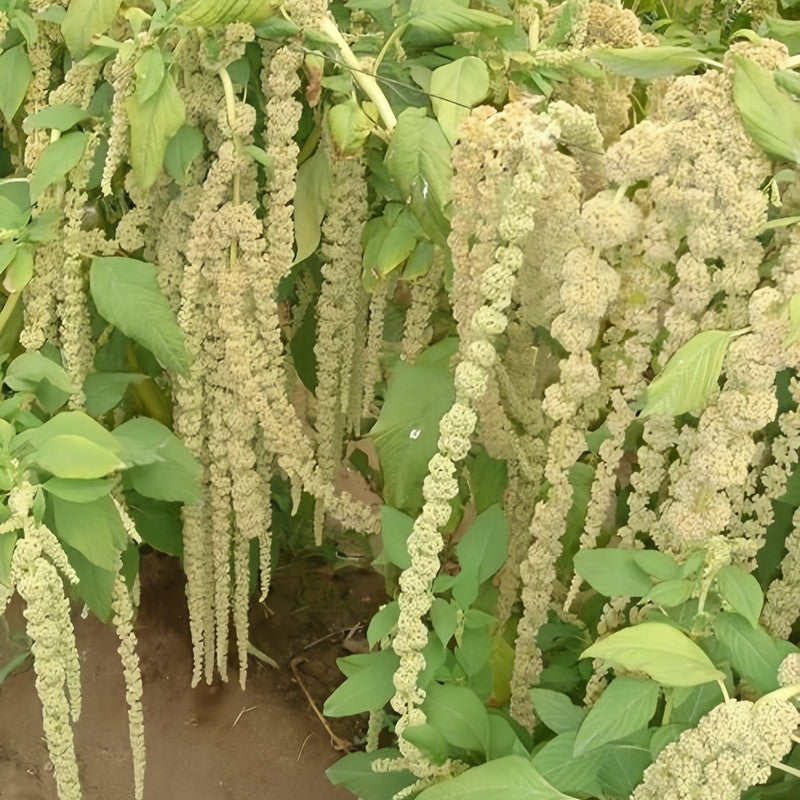 Amaranthus Caudatus Seeds - Yellow Larger Packet High Germination 3000-15000 Onsaleseeds