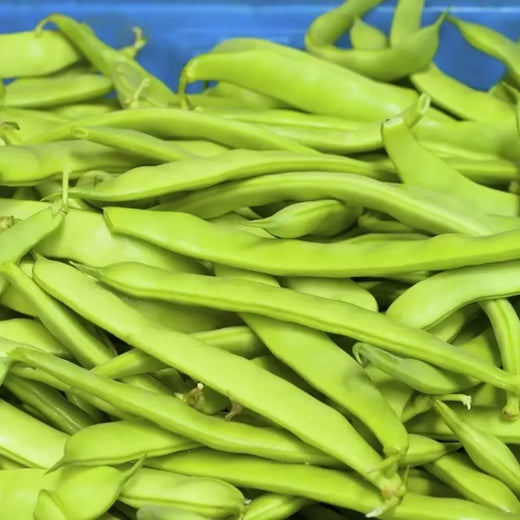 Romano Pole Bean Seeds